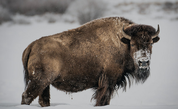 BLOG & GUIDES callout